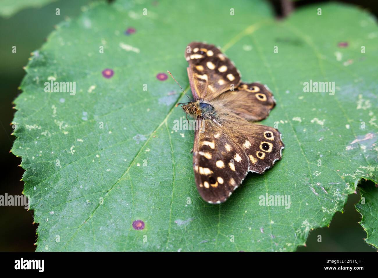 Speckled wood (Pararge aegeria) butterfly, Somerset, UK Stock Photo
