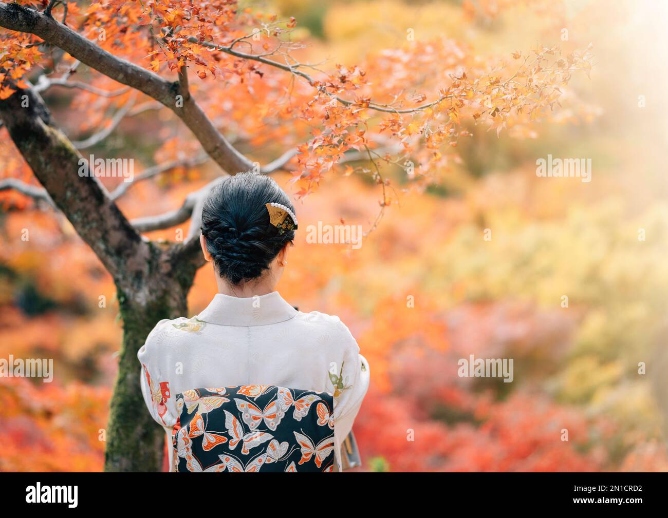 Young women wearing traditional Japanese Kimono and people with colorful maple trees in autumn is famous in autumn color leaves and cherry blossom in Stock Photo