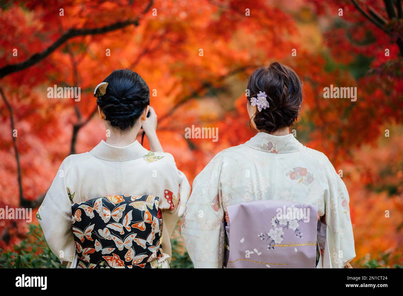 Young women wearing traditional Japanese Kimono and people with colorful maple trees in autumn is famous in autumn color leaves and cherry blossom in Stock Photo