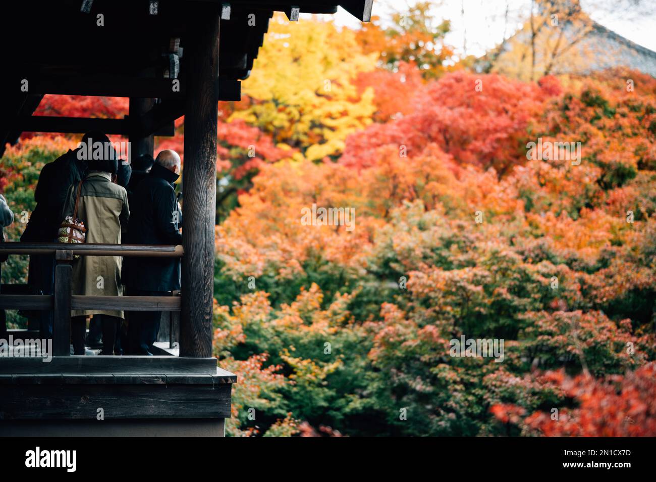 People with colorful maple trees in autumn is famous in autumn color leaves and cherry blossom in spring, Kyoto, Japan. Stock Photo