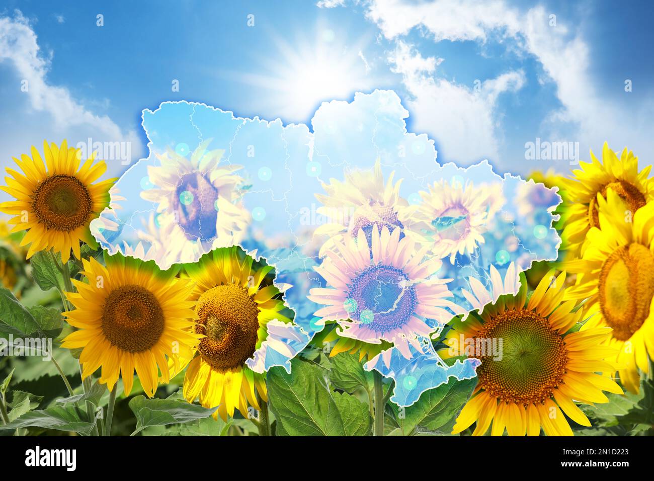 Outline sunflower hi-res stock photography and images - Alamy