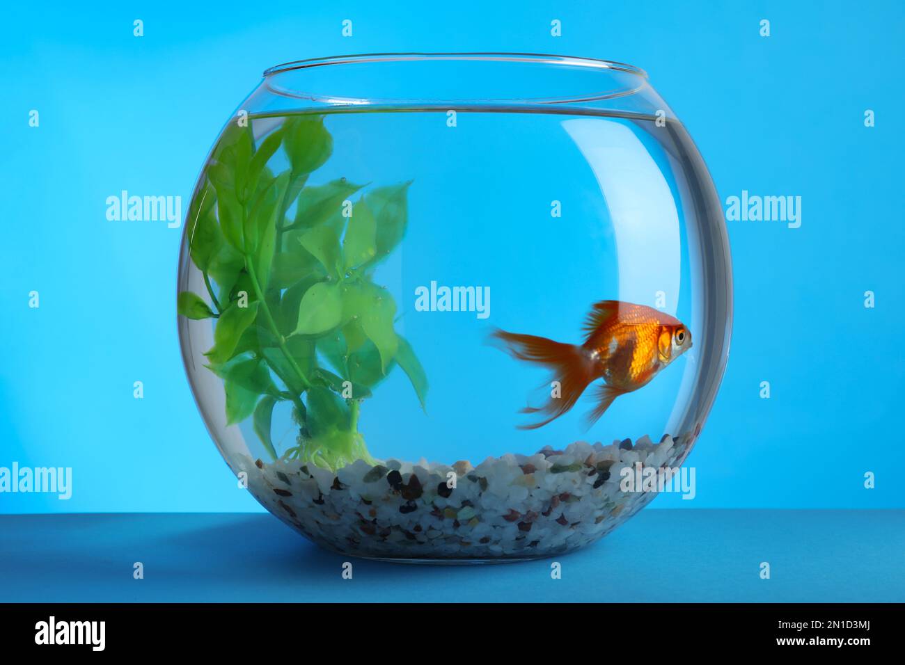 Beautiful goldfish in round aquarium with decorative plant and pebbles ... - Goldfish Octagon Aquarium Decoration With Lunar Theme
