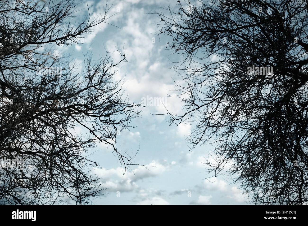 Scary tree silhouettes hi-res stock photography and images - Alamy