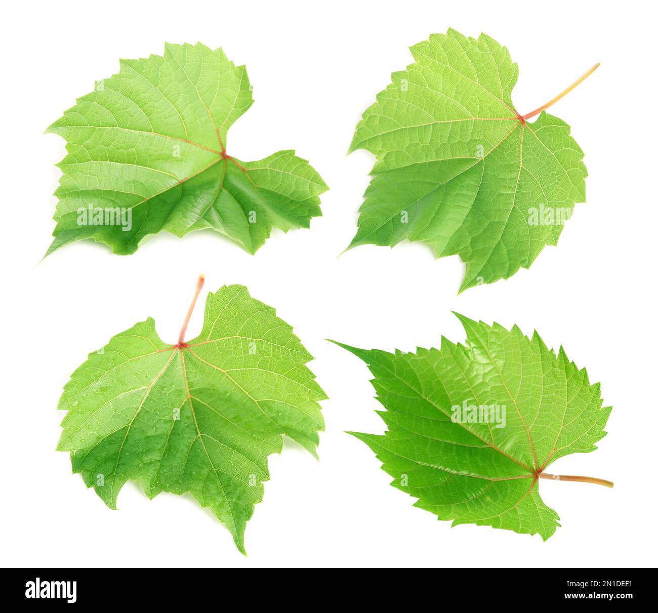 Set of green grape leaves on white background Stock Photo - Alamy