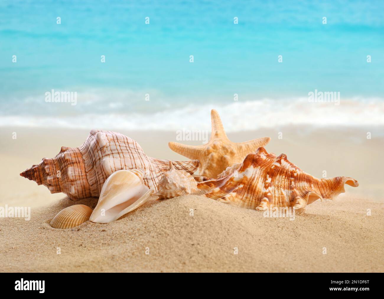 Beautiful exotic sea shells on sandy beach Stock Photo - Alamy