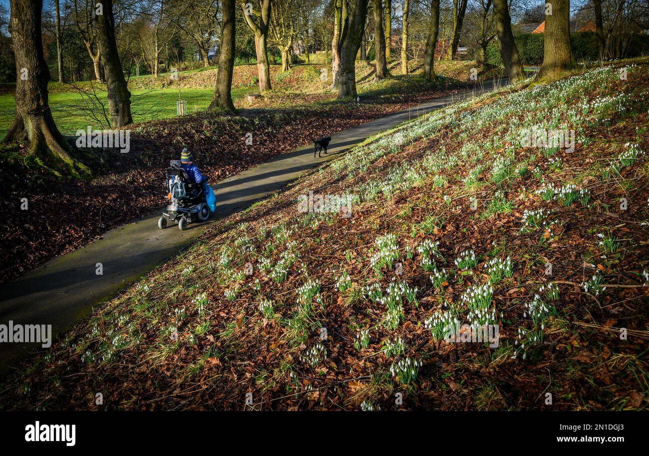 Bolton, Lancashire, UK, Monday February 06, 2023. A beautiful crop of Snowdrops decorate the paths around Queen's Park, Bolton. The start of the working week gets under way with bright sunshine and blue skies in Lancashire. Credit: Paul Heyes/Alamy News Live Stock Photo