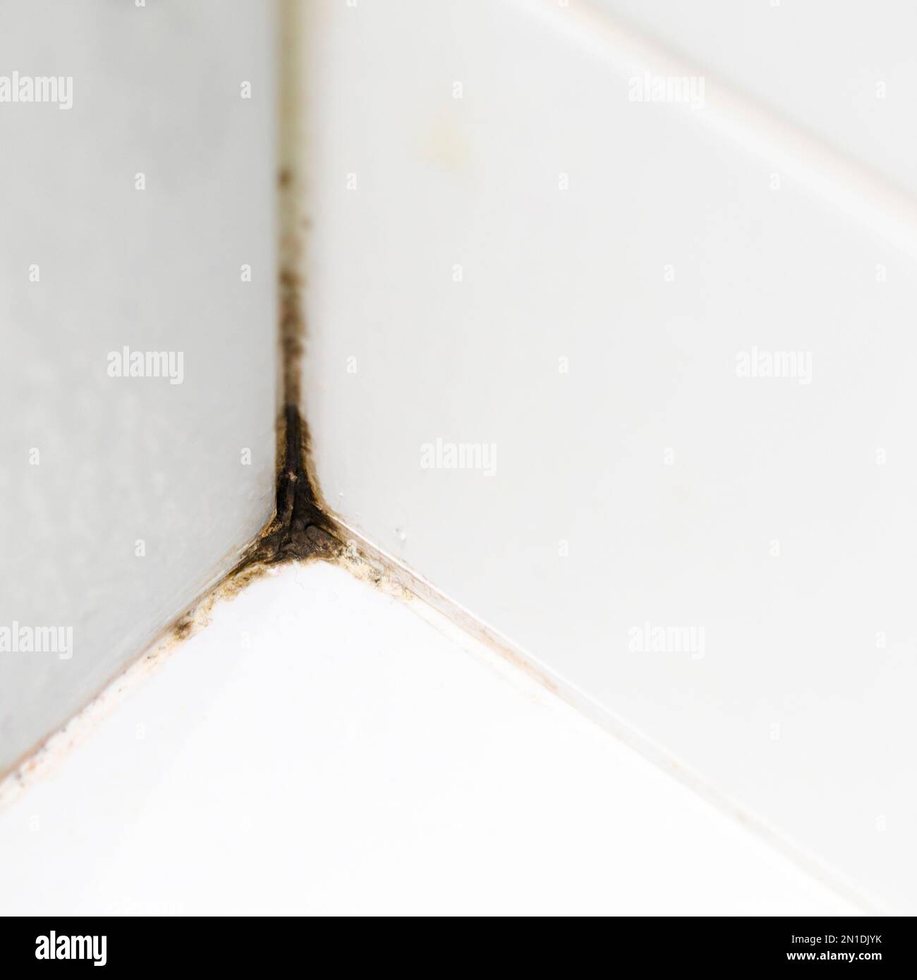 Black mold on white tiles in the shower. Fungus. Mold Stock Photo Alamy