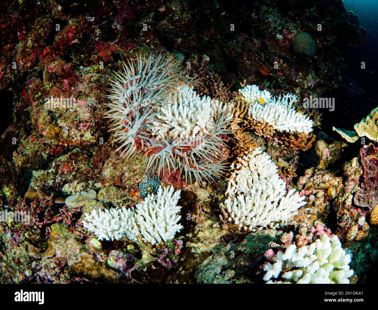 Crownofthorns Starfish eating corals Great Barrier Reef Stock Photo Alamy Crownofthorns Starfish eating corals Great Barrier Reef Stock Photo Alamy