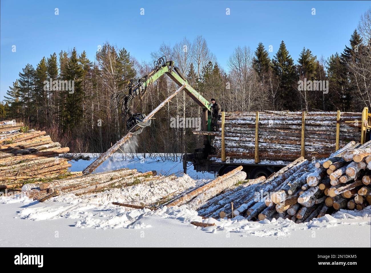 Stacked Birch Logs on Lumber Yard Photograph by Taina Sohlman