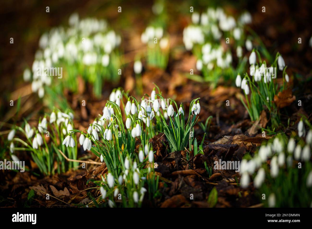 Bolton, Lancashire, UK, Monday February 06, 2023. A beautiful crop of Snowdrops decorate the paths around Queen's Park, Bolton. The start of the working week gets under way with bright sunshine and blue skies in Lancashire. Credit: Paul Heyes/Alamy News Live Stock Photo