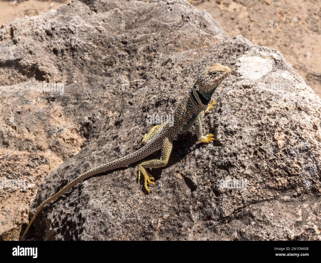 An adult desert collared lizard (Crotaphytus bicinctores), basking in Grand Canyon National Park, Arizona, United States of America, North America Stock Photo