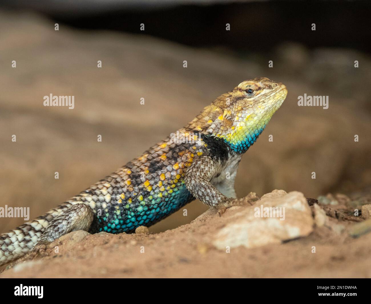 An adult male desert spiny lizard (Sceloporus magister), under a ledge in Grand Canyon National Park, Arizona, United States of America, North America Stock Photo