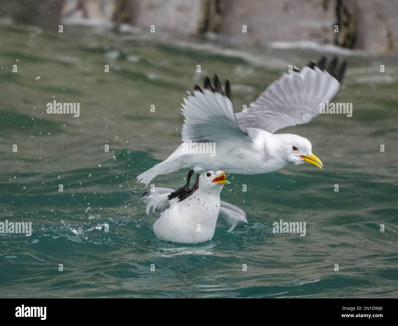 Adult black-legged kittiwakes (Rissa tridactyla), fighting in the sea by the cliffs at southern Bjornoya, Svalbard, Norway, Europe Stock Photo