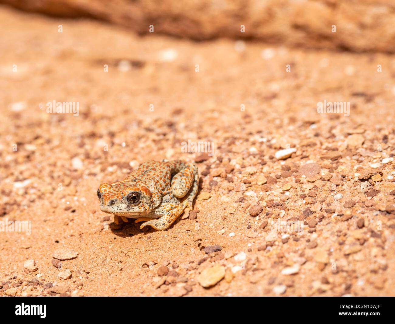 An adult red-spotted toad (Anaxyrus punctatus), basking in the sun in Grand Canyon National Park, Arizona, United States of America, North America Stock Photo