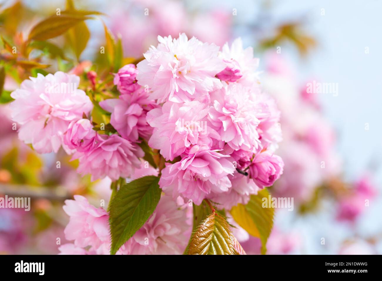 Closeup sprig bright sakura hi-res stock photography and images - Alamy