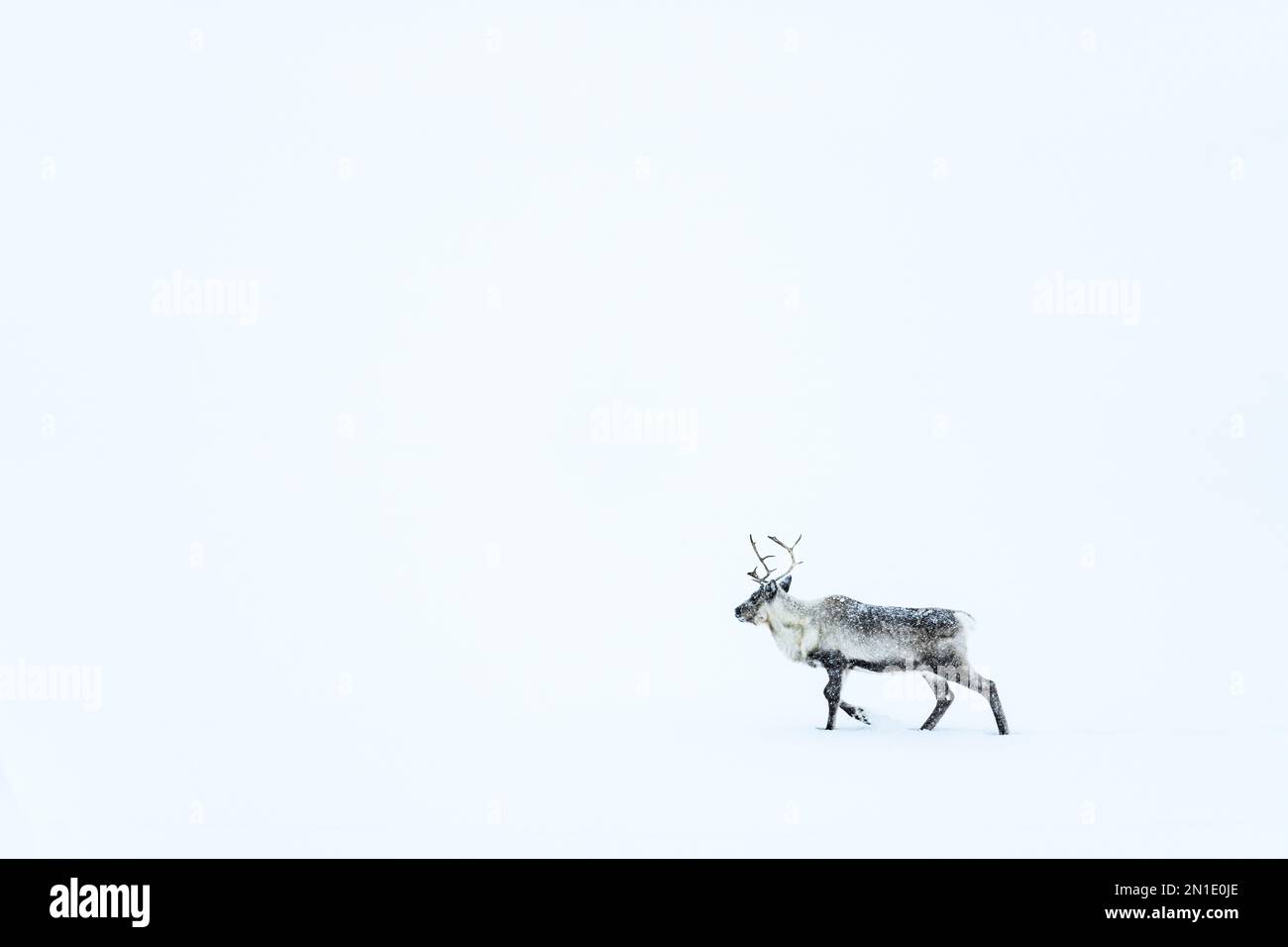 One reindeer walking in in the snow during a blizzard, Stora Sjofallet, Norrbotten County, Lapland, Sweden, Scandinavia, Europe Stock Photo