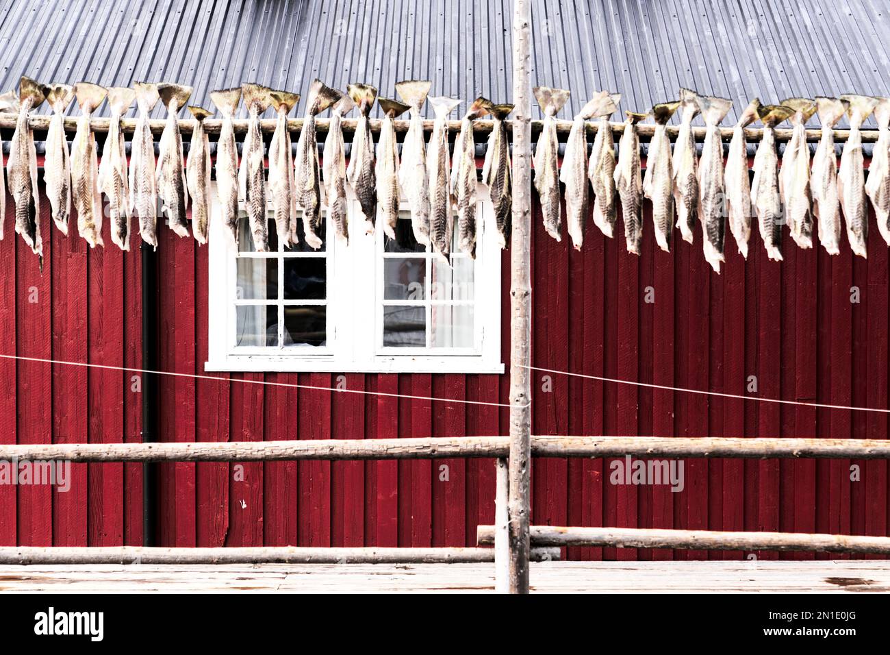 Stockfish in a row hanging to dry outside the traditional Rorbu, Nusfjord, Lofoten, islands, Norway, Scandinavia, Europe Stock Photo