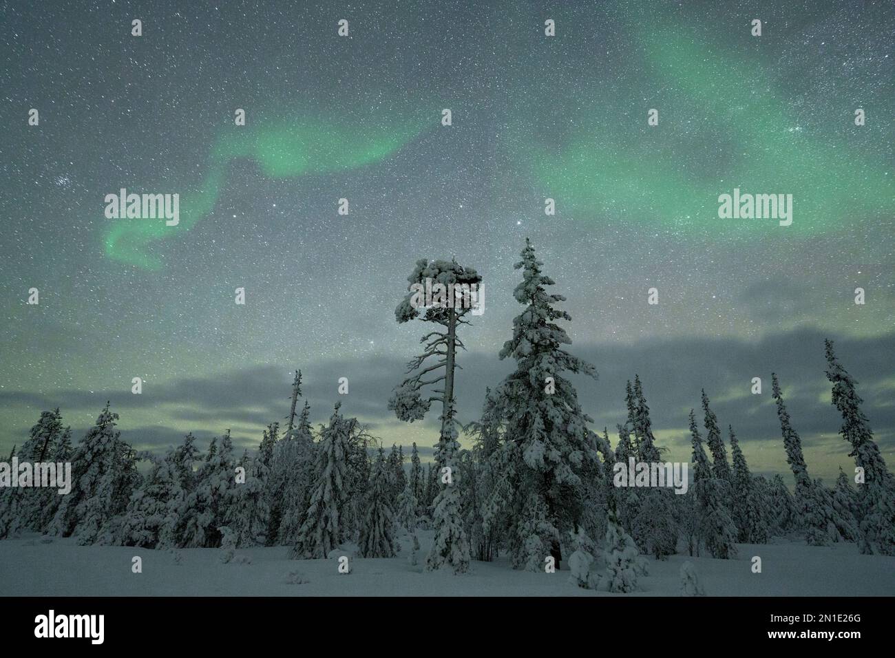 Aurora Borealis (Northern Lights) over frozen trees covered with snow ...