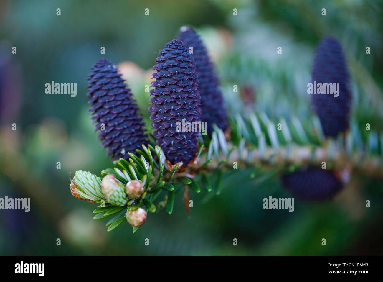 Abies koreana, Korean fir, evergreen coniferous tree, dark green needle-like leaves white, blue or purple cones Stock Photo