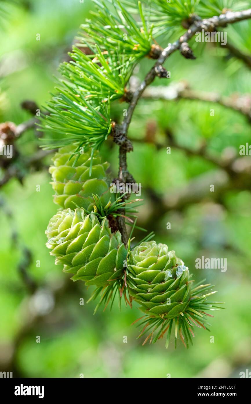 Japanese Larch tree, Larix kaempferi, Larix leptolepis, is a deciduous (non-evergreen) conifer Stock Photo