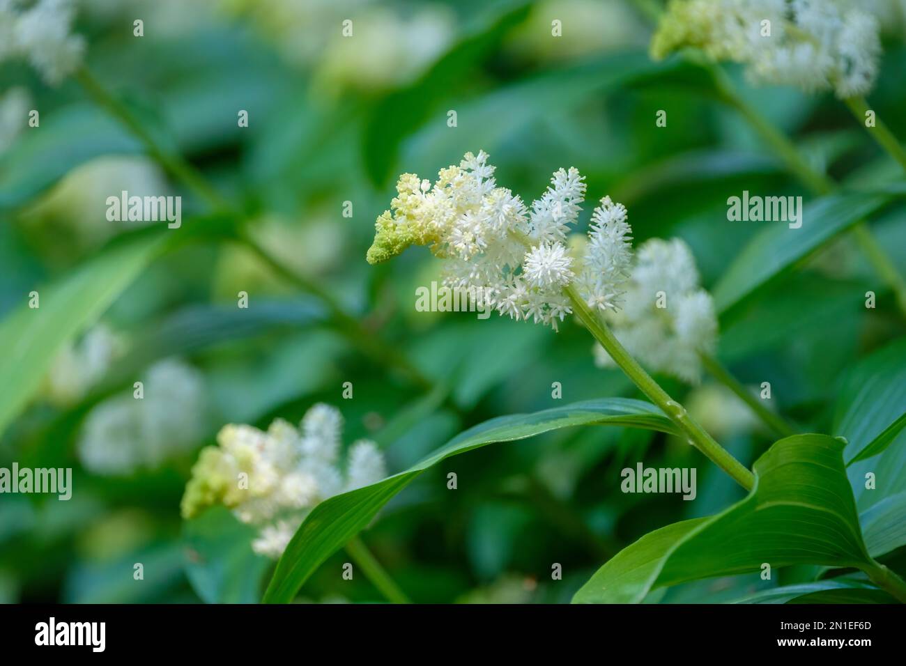 Maianthemum racemosum, false spikenard, herbaceous perennial terminal panicles of creamy-white flowers Stock Photo
