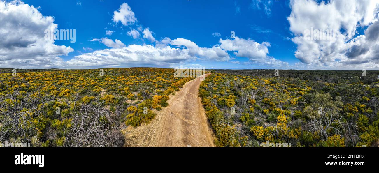 Road leading through spring blossom flowers, Western Australia, Australia, Pacific Stock Photo