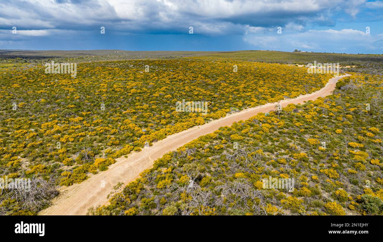 Road leading through spring blossom flowers, Western Australia, Australia, Pacific Stock Photo