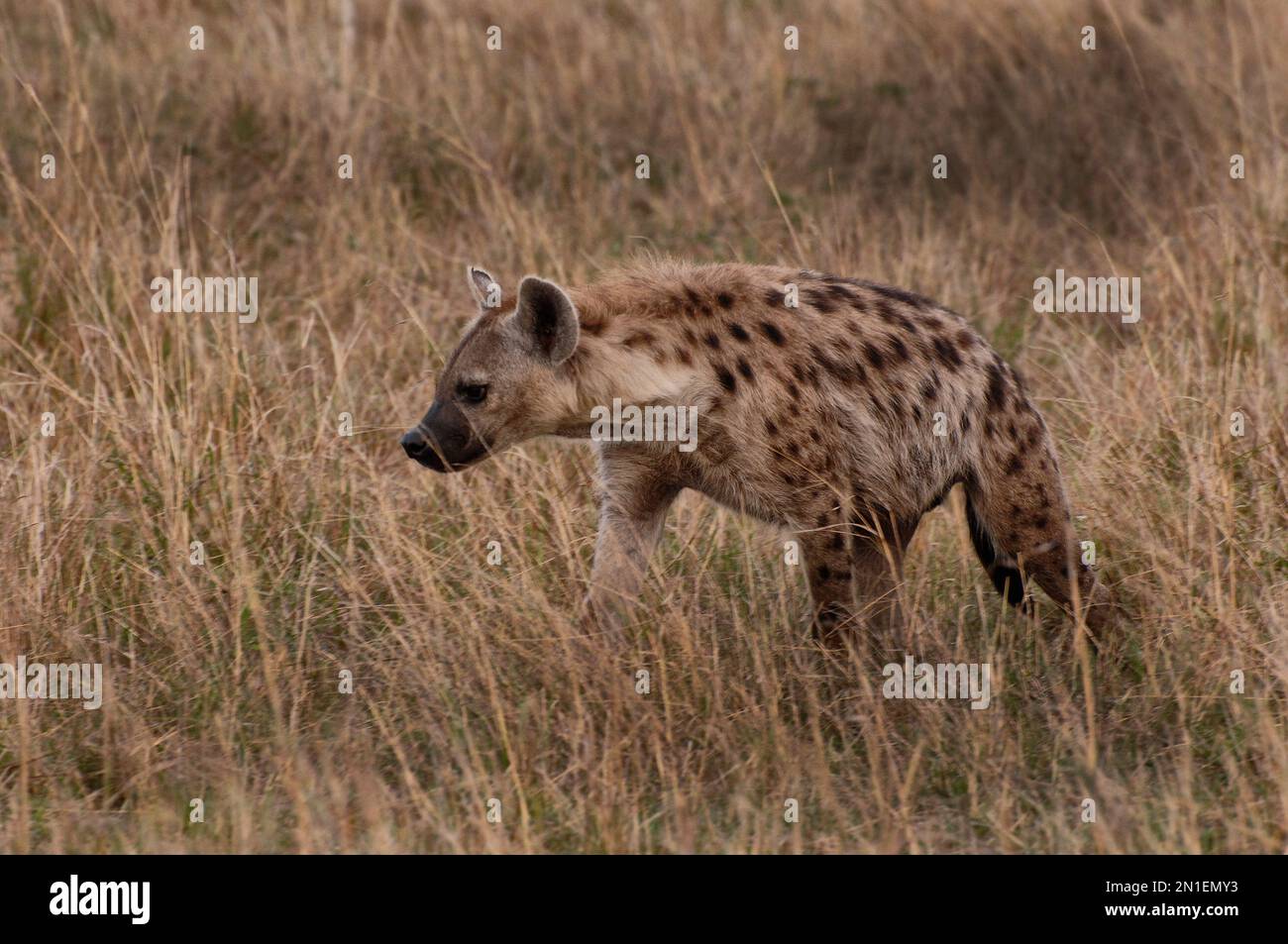 wild spotted hyena on the masai mara Stock Photo
