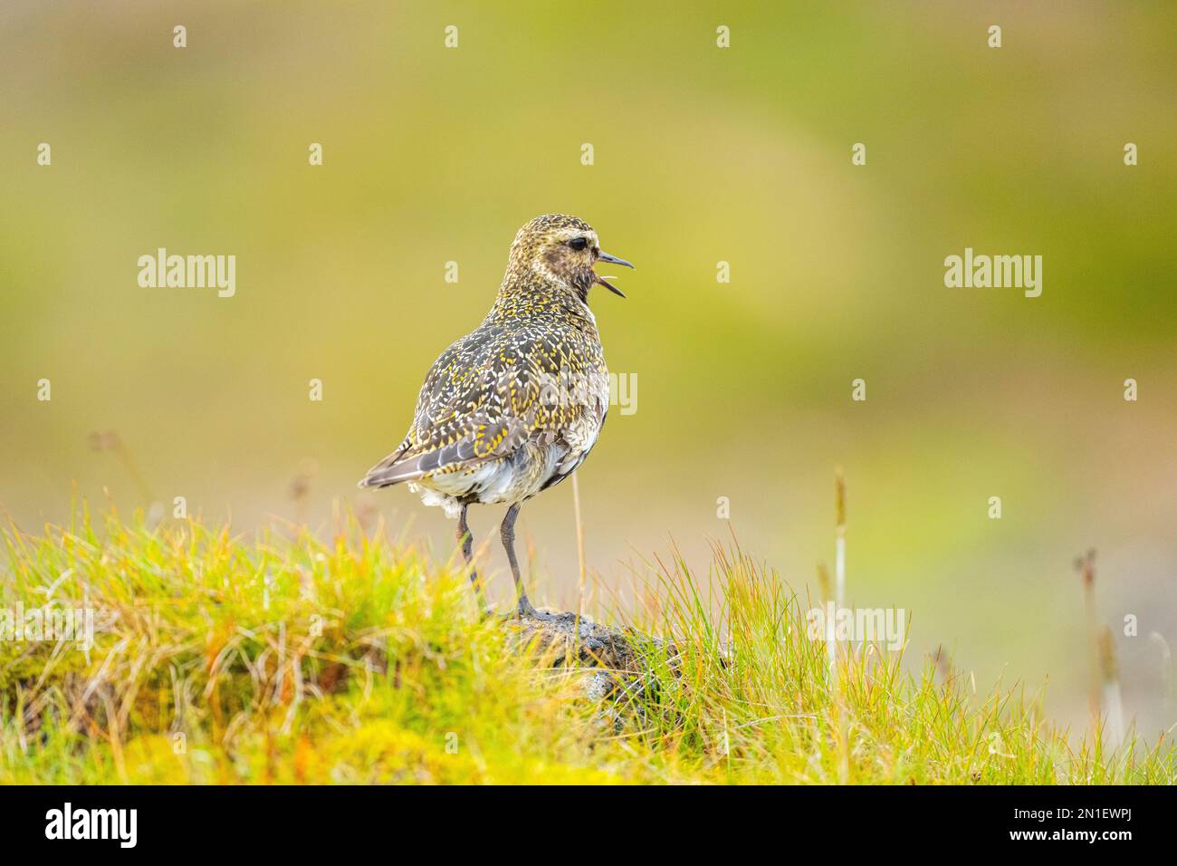 A European Golden Plover (Pluvialis apricaria), Northern Peninsula, Iceland, Polar Regions Stock Photo