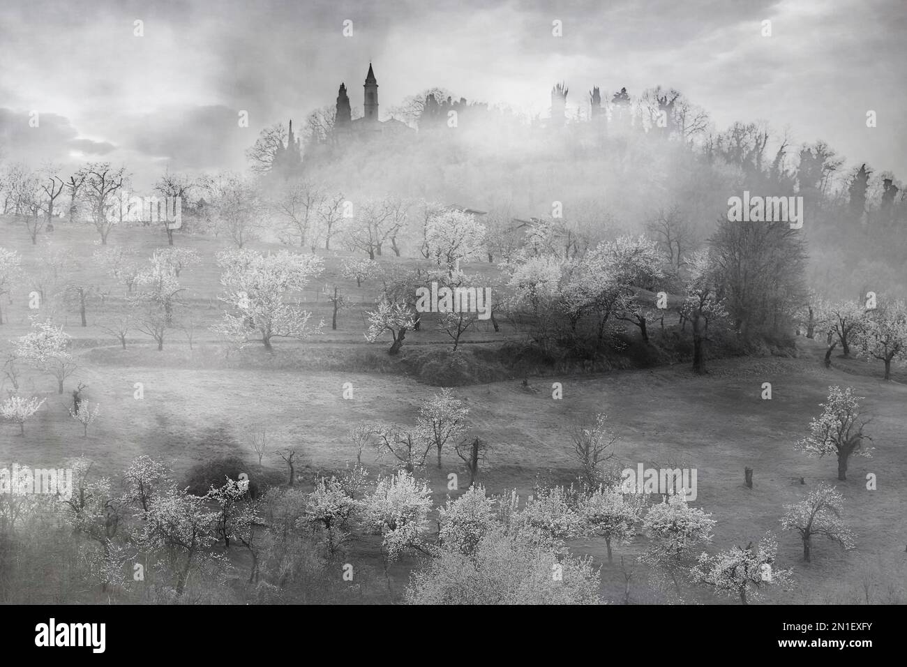 Black and white image of Italian countryside in spring with morning fog covering cherry blossom, Italy, Europe Stock Photo