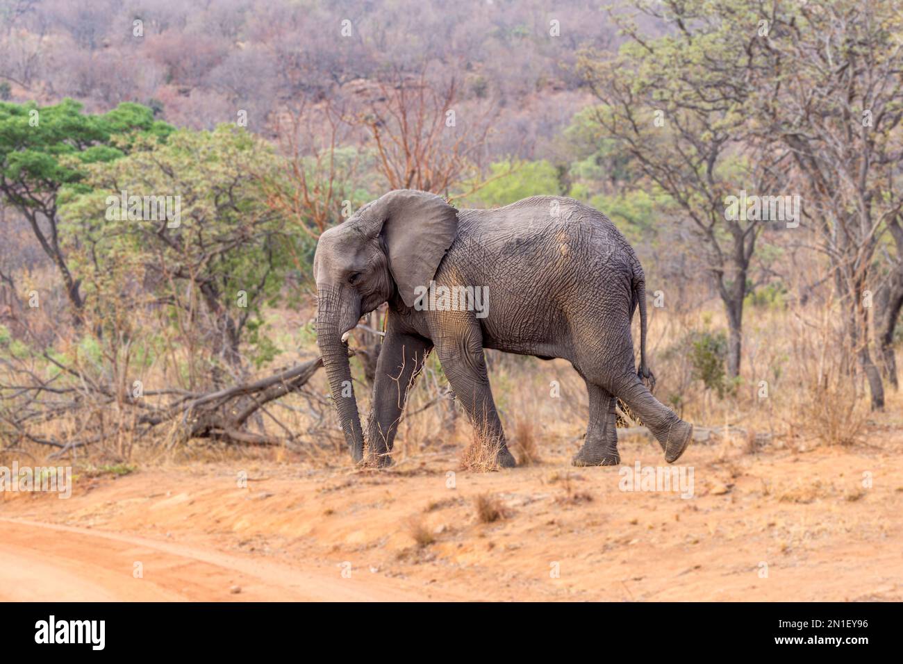 Elephant in Welgevonden Game Reserve, Limpopo, South Africa, Africa Stock Photo