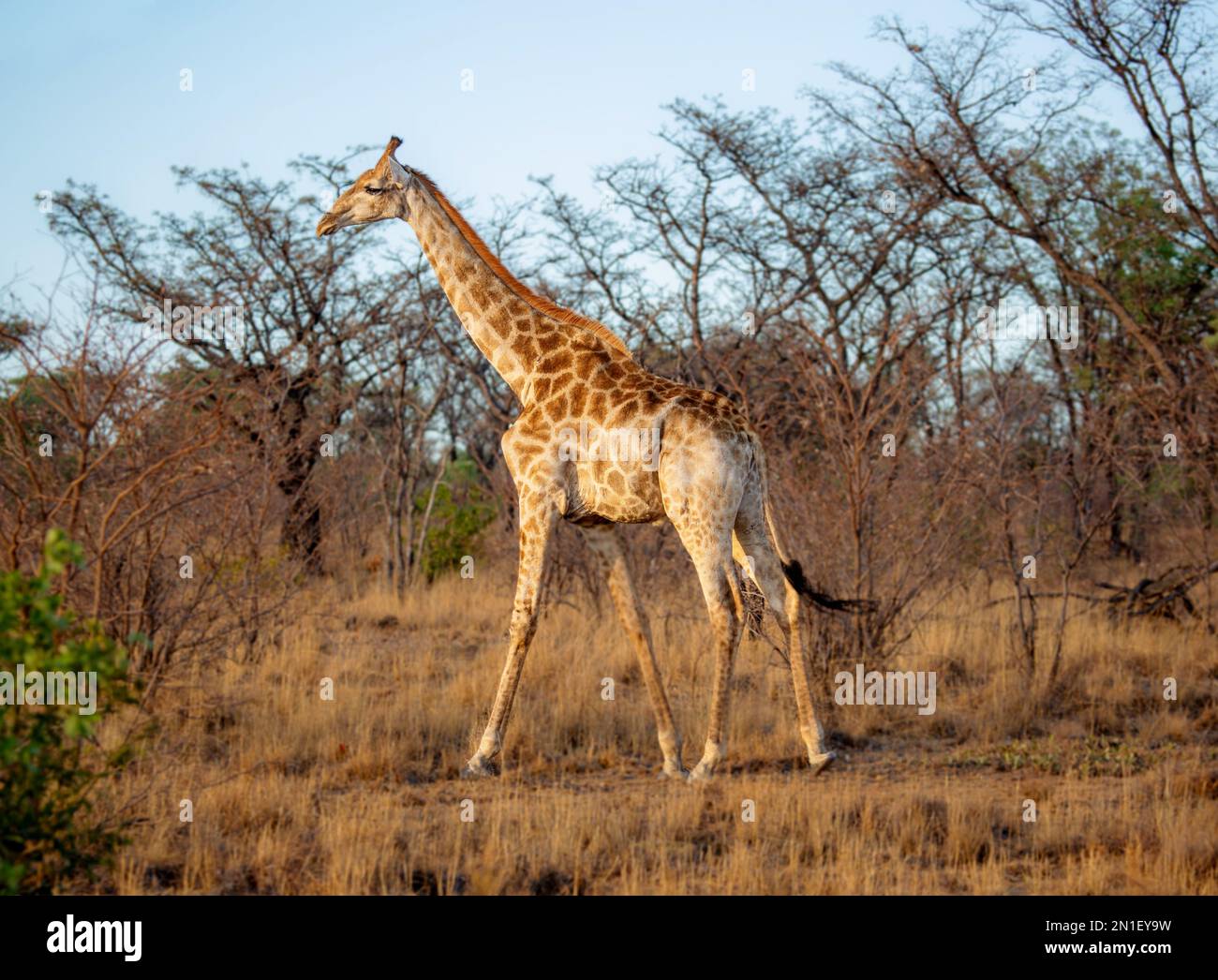 Giraffe, Welgevonden Game Reserve, Limpopo, South Africa, Africa Stock Photo