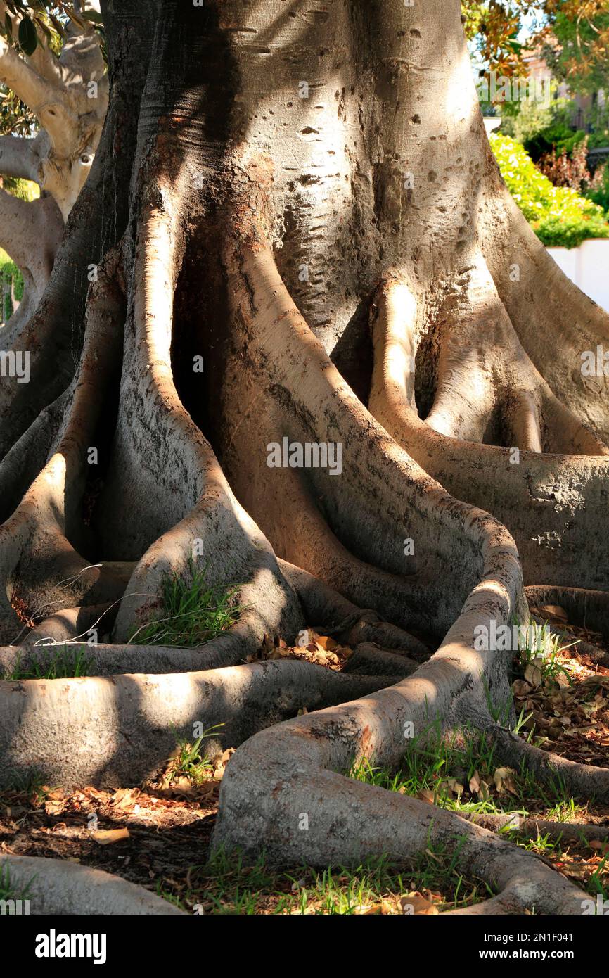 Moreton Bay fig tree ( Ficus macrophyllia ), Perth, Western Australia
