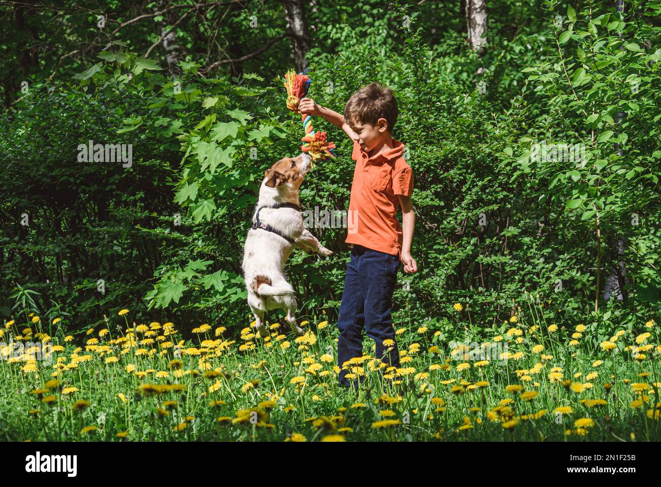 Happy kid playing with family pet dog on lawn in park on warm sunny spring day Stock Photo