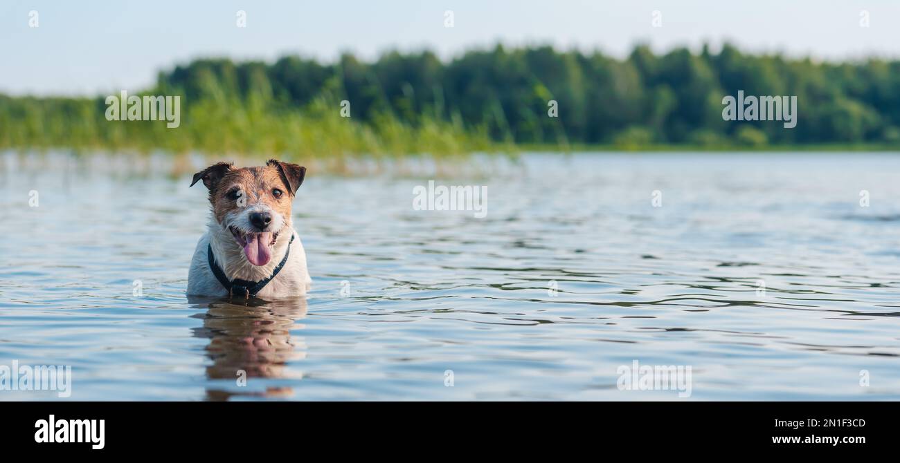 Dog cooling down in river water on hot summer day after active game at beach Stock Photo