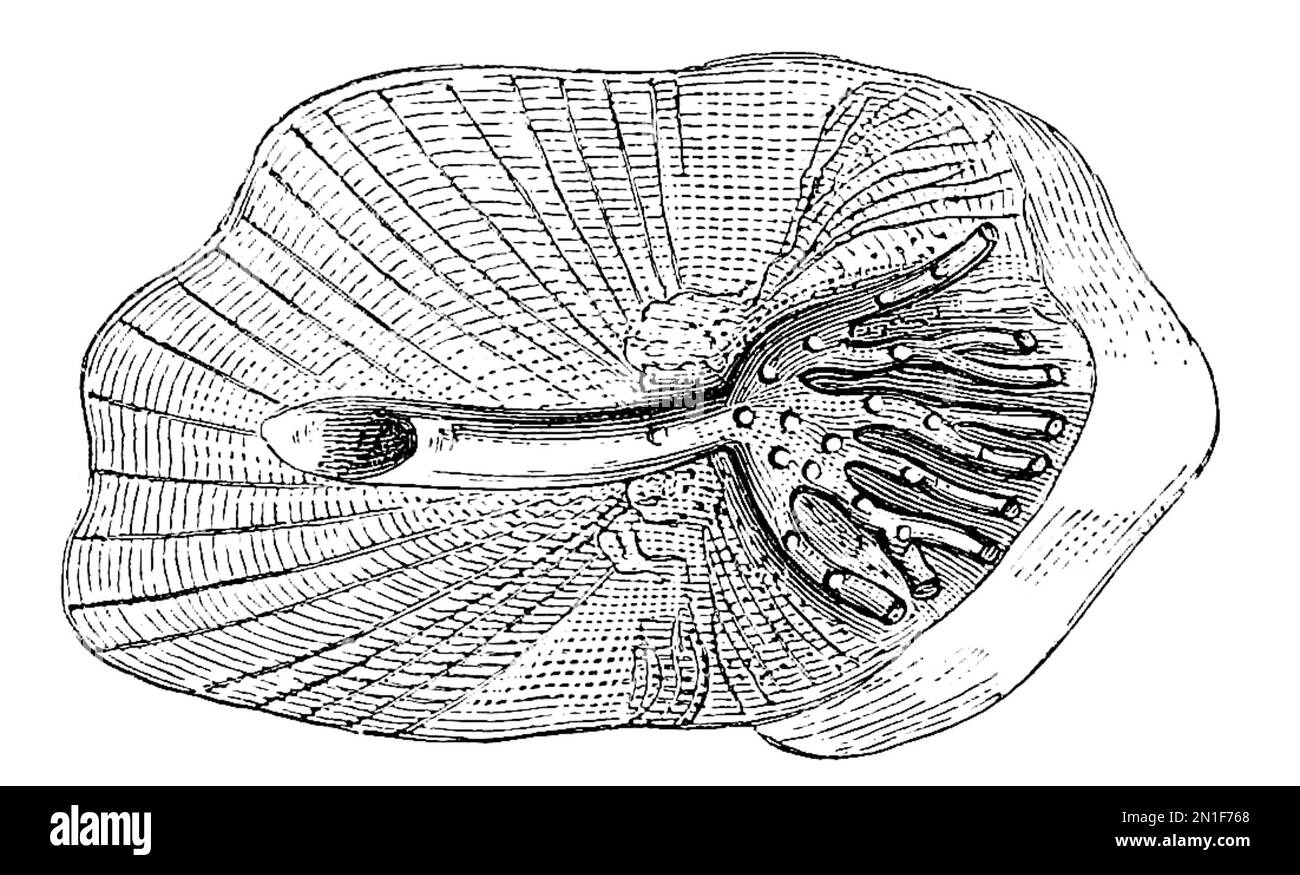Closeup of a modified cycloid scale Stock Photo Alamy