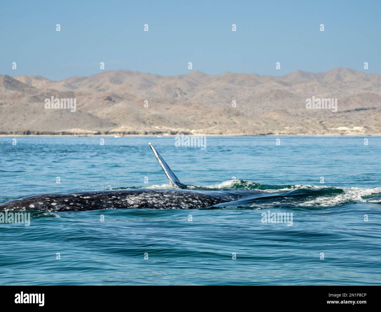 Adult gray whales (Eschrichtius robustus), courtship display in