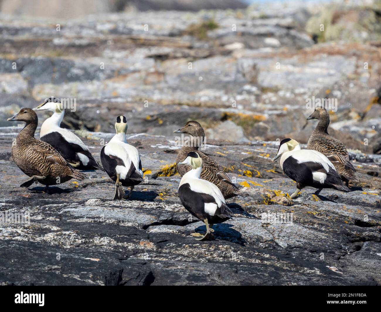Common eider ducks hi-res stock photography and images - Alamy