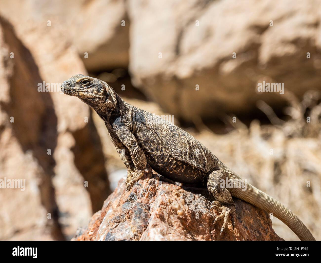 Common chuckwalla (Sauromalus ater), Leadfield in Titus Canyon in Death Valley National Park, California, United States of America, North America Stock Photo