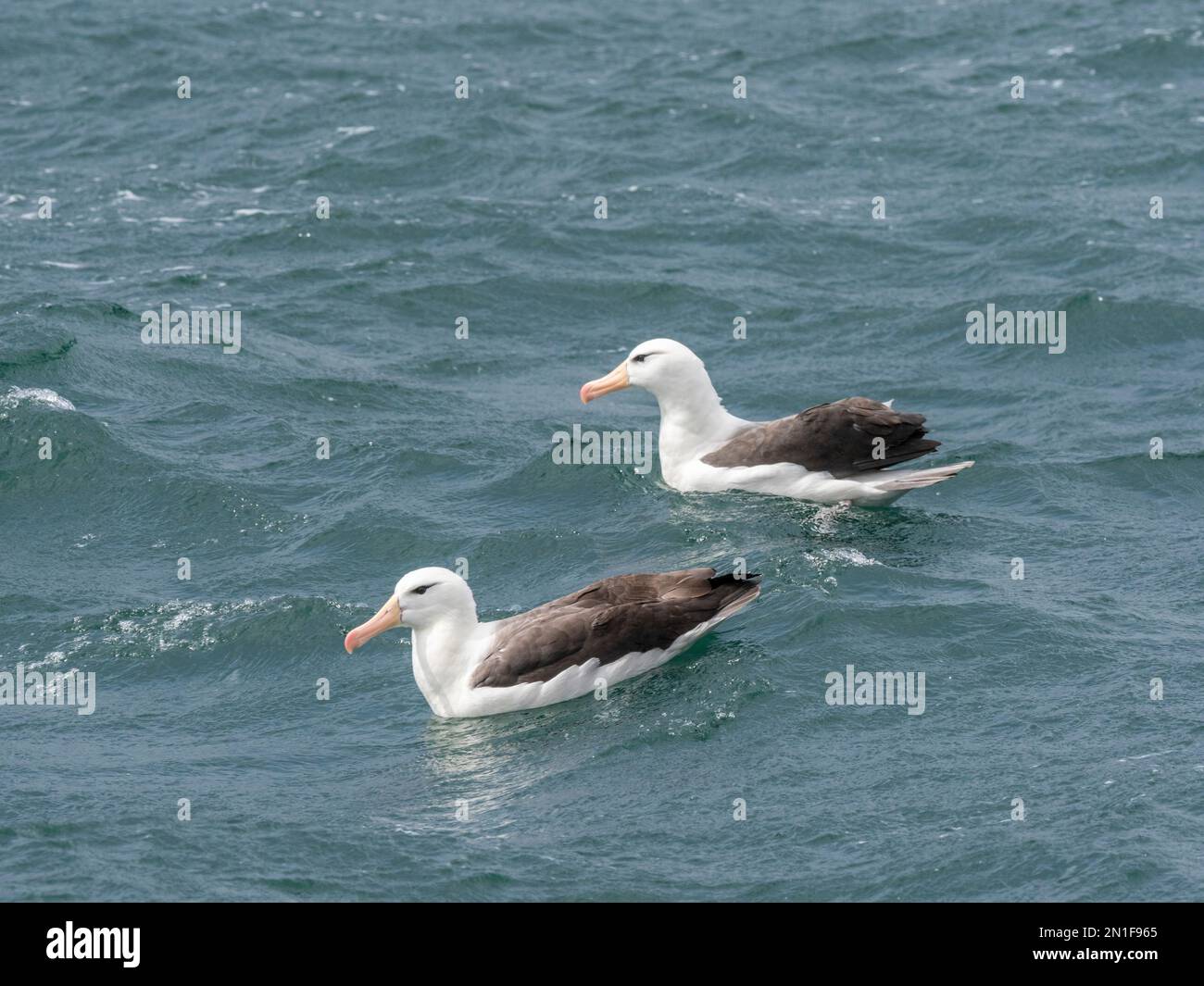 Adult black-browed albatrosses (Thalassarche melanophris), on the water in Lapataya Bay, Tierra del Fuego, Argentina, South America Stock Photo