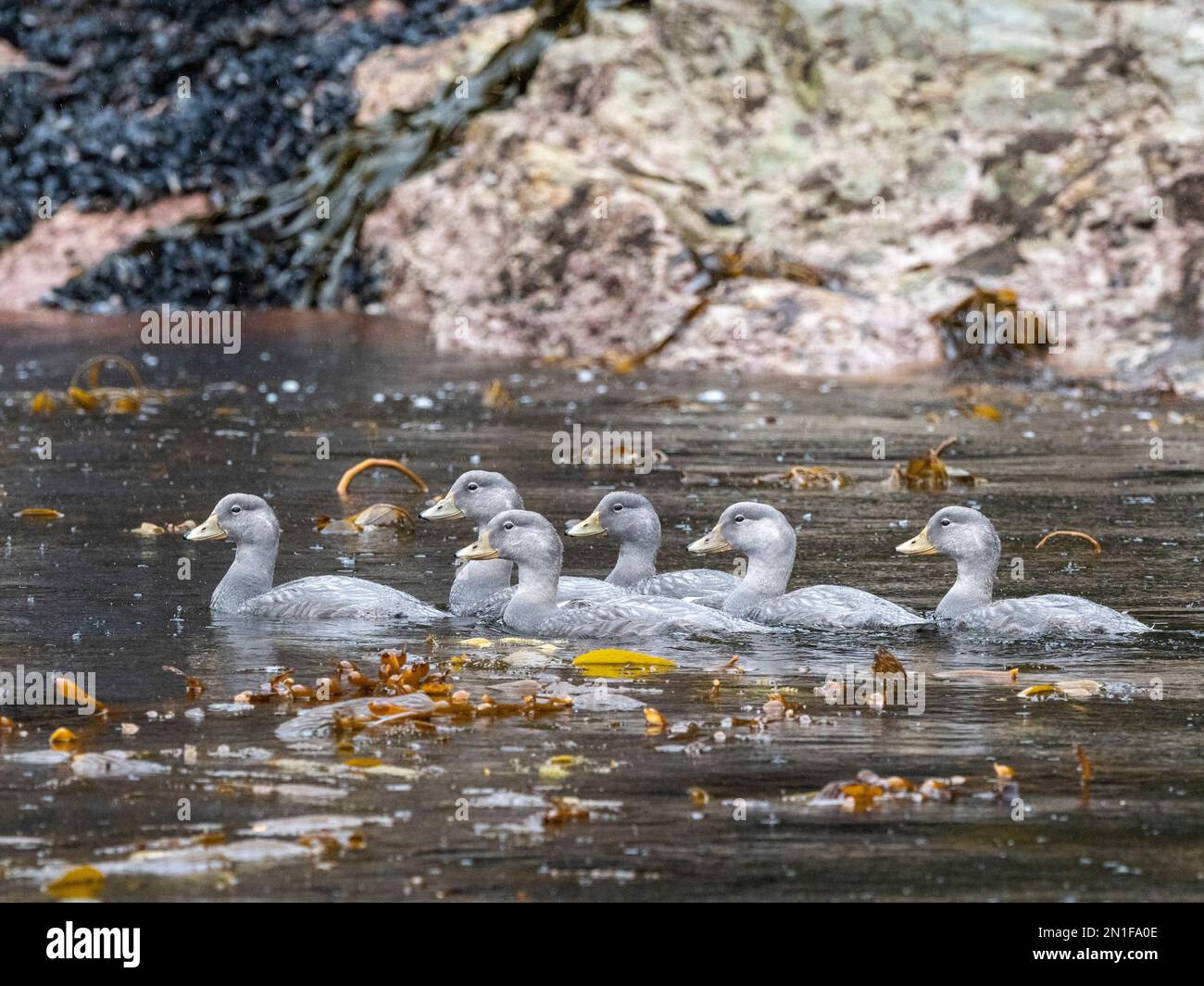 Adult flying steamer ducks (Tachyeres patachonicus), swimming in Lapataya Bay, Tierra del Fuego, Argentina, South America Stock Photo