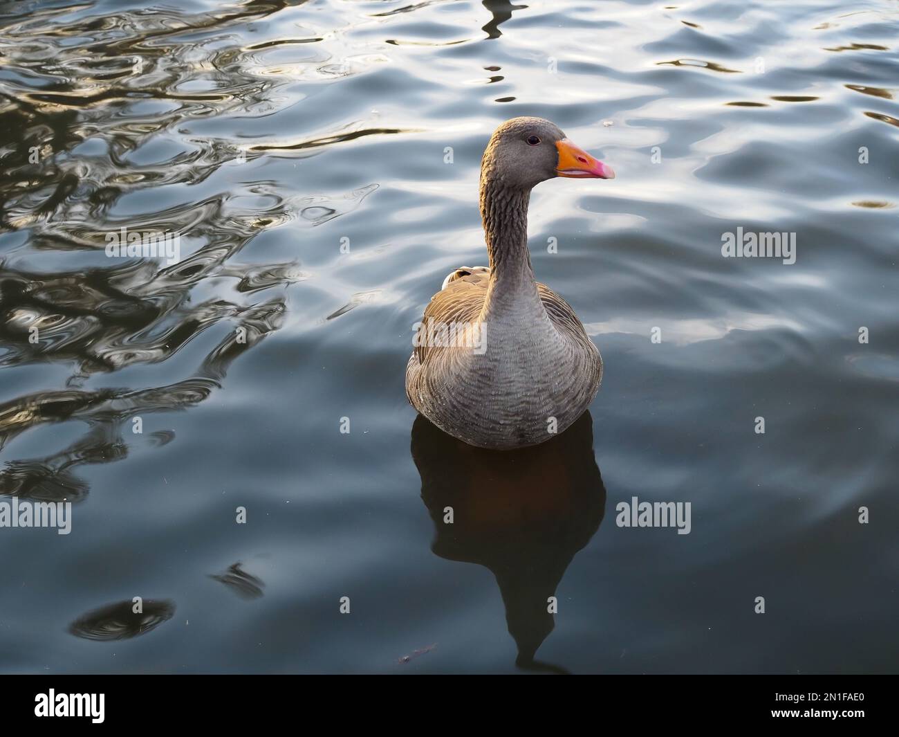 Single Greylag goose (Anser anser) on water looking to the side and showing its orange bill, in winter in Britain (includes copy space) Stock Photo
