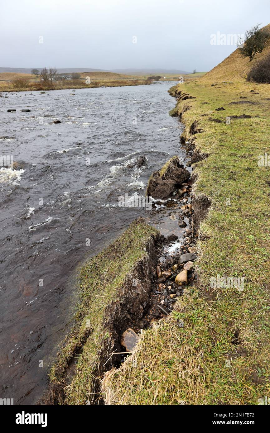 Riverbank Erosion at the Confluence of the River Tees and Harwood Beck caused by Floodwater after Heavy Rainfall, North Pennines, County Durham, UK Stock Photo