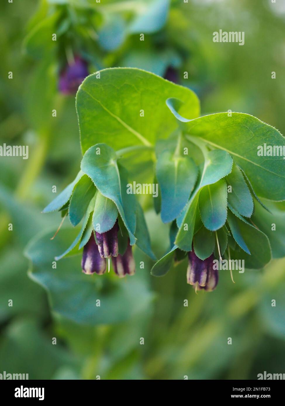 Close up of Cerinthe major 'Kiwi Blue' (honeywort) flowers and glaucous foliage growing in summer in a British cottage garden Stock Photo
