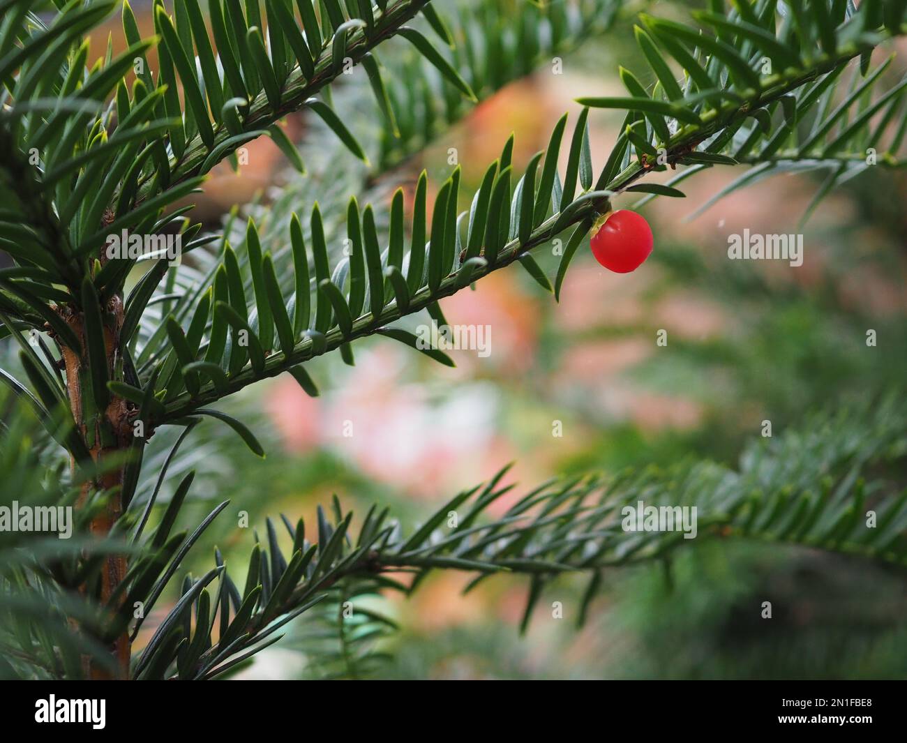 Close up of a single red poisonous yew berry (aril) on an English yew