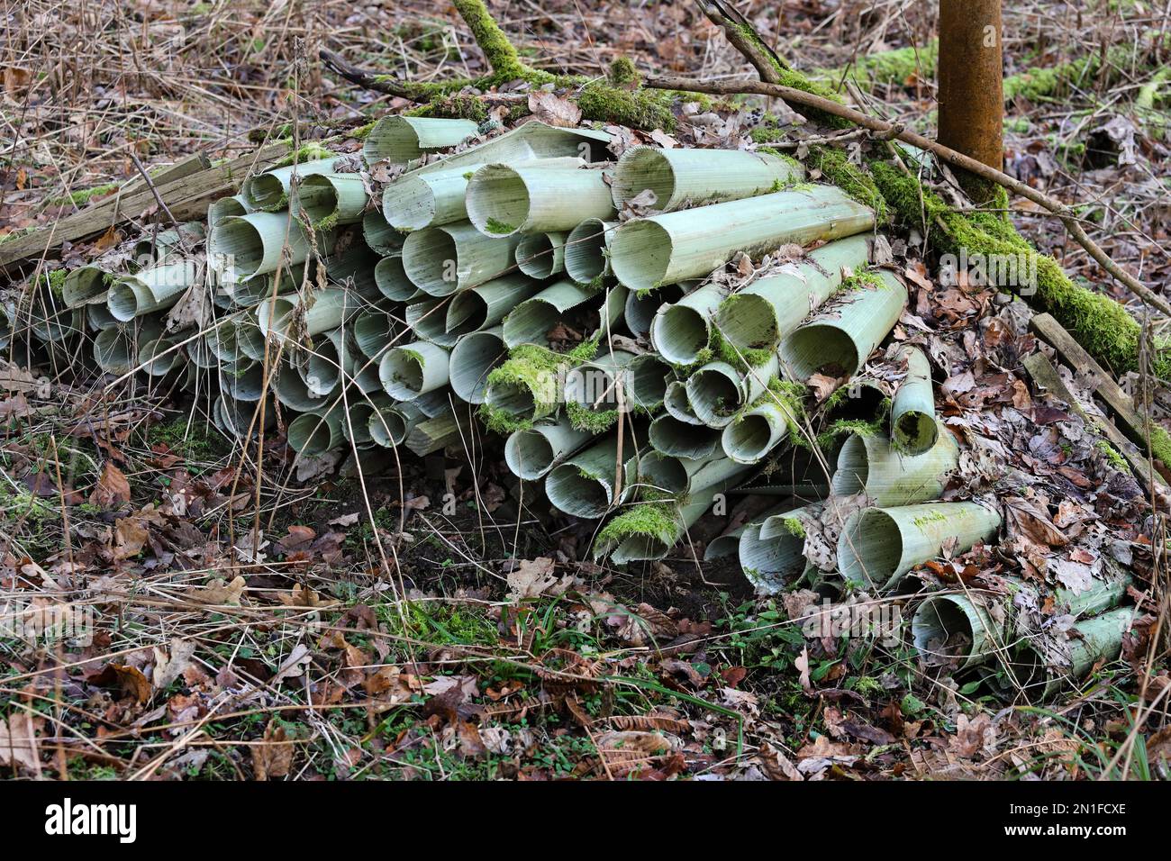 Used Plastic Tree Guards Left in a Woodland, UK Stock Photo