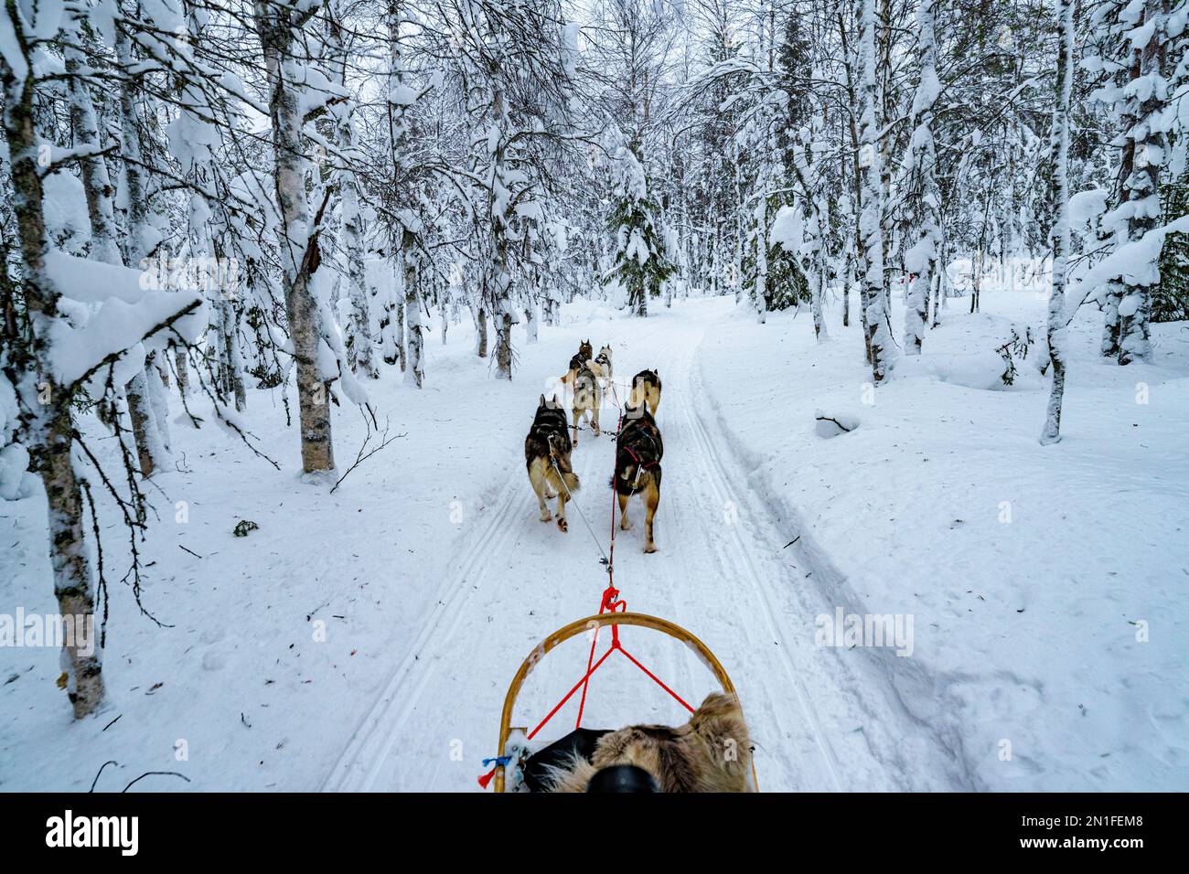 Dog sledding in the Arctic forest covered with snow in winter, Lapland, Finland, Europe Stock Photo