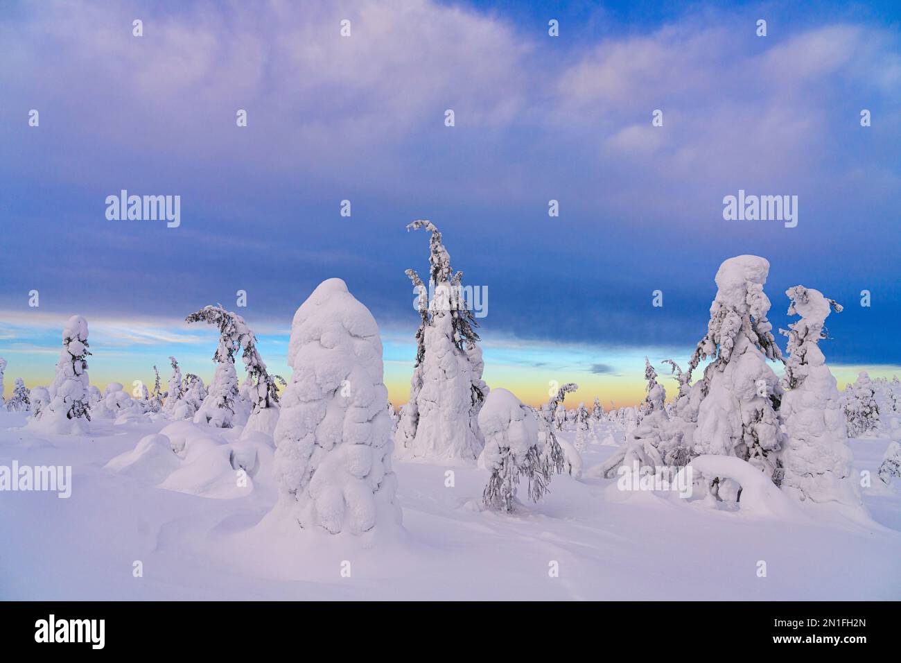 Winter dusk over the snowy forest, Riisitunturi National Park, Posio, Lapland, Finland, Europe Stock Photo