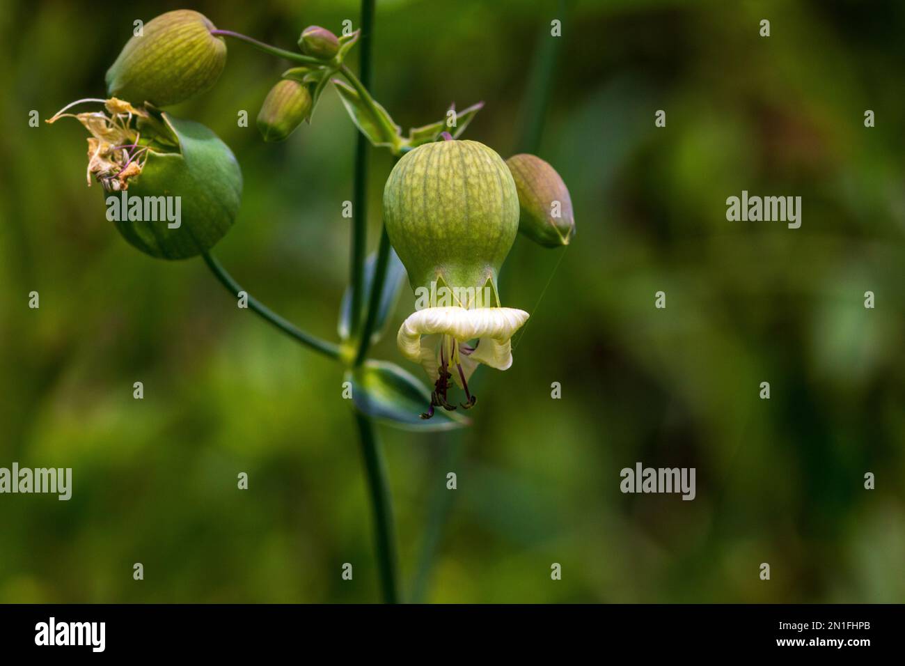 Silene vulgaris, Bladder Campion with copy space and a Natural background in landscape mode Stock Photo