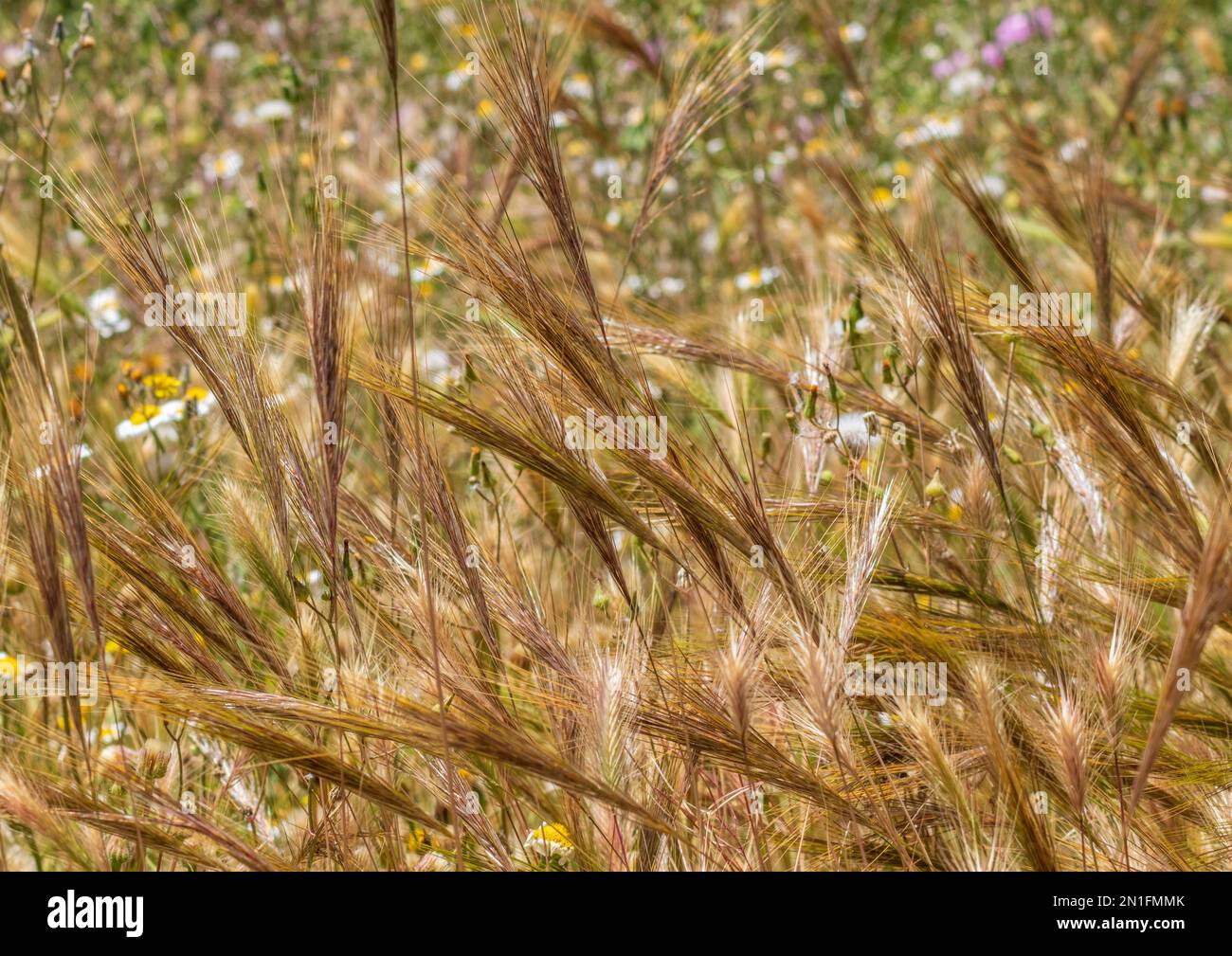 Stipellula capensis, Cape Ricegrass Stock Photo